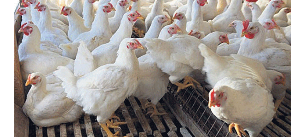Bird flu detected in five places of Morang district