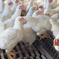 10,339 people living in squatters in Banke