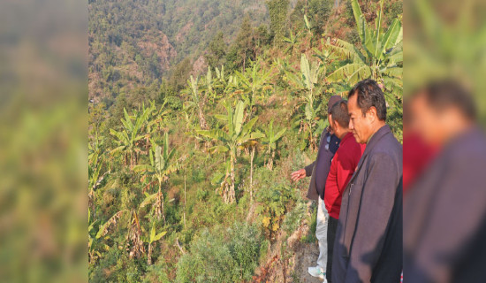 Dhankuta farmers attracted to banana cultivation