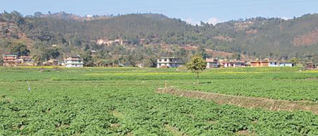 Potato price plummets amid rising imports