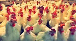 Bird flu confirmed in Sunsari