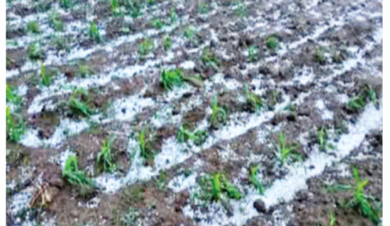 Hailstorm batters Mahottari agriculture, losses in millions