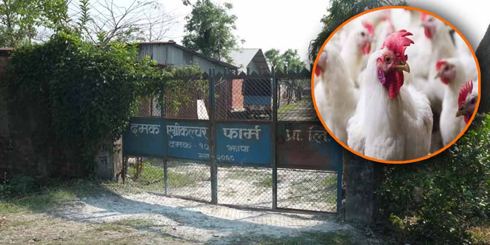 Bird-flue in Jhapa:  Damak's poultry farm losses over Rs 30 million