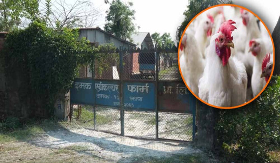 Bird-flue in Jhapa:  Damak's poultry farm losses over Rs 30 million