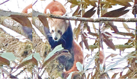 1,500 tourists book for third Red Panda  Festival in Sandakpur