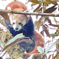 Gai Pooja, Govardhan Puja and Mha Puja being observed today