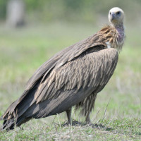 Three nabbed for international call/SMS bypass