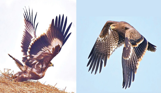 Paul Shah's hearing  postponed further