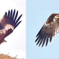 International Maithili Film Festival underway