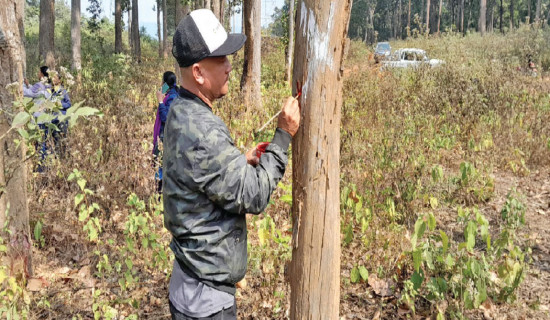 Obstacle in Damauli–Bharatpur transmission line removed