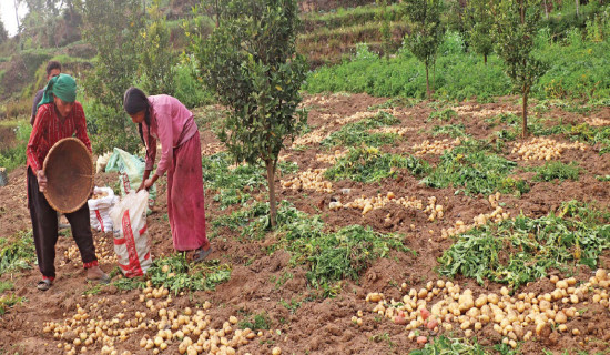 Inflow of tourist double, if Bhairahawa, Pokhara airports comes into operation: NTB President Shah