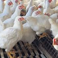 Annual income of Rs. 3 million from Kalij farming