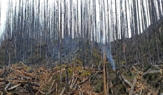 Drones to be used for seed spreading in Rasuwa forest