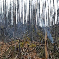 Annual income of Rs. 3 million from Kalij farming