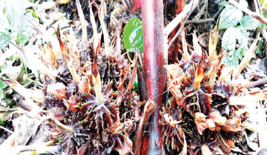 Farmers enthusiastic about cardamom cultivation