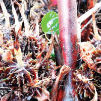 Govt pulls plug on betting platforms; 200 apps shut