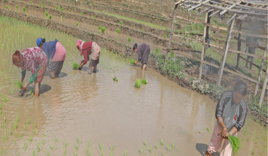 Policy measures in favour of farmers