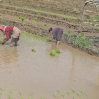 Drop in gold and silver price