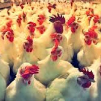 Praying by bathing with hot milk