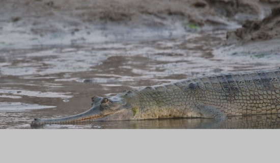 CNP searching for nests of Ghariyal crocodiles