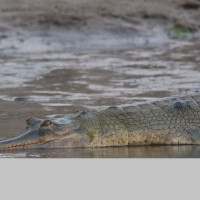 CNP operates water boring system to provide water for wildlife