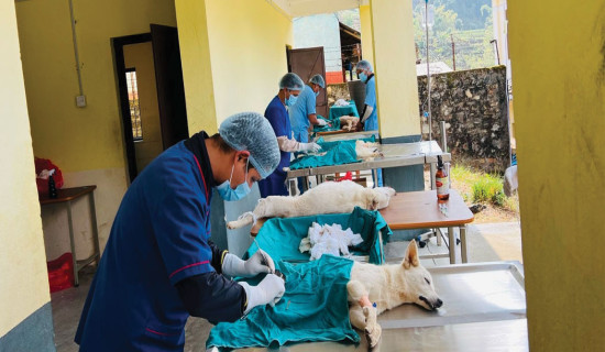 272 dogs, 2 cats sterilized in Kalika municipality