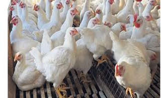 Bird flu detected in three districts of Koshi, around 85,000 fowls culled