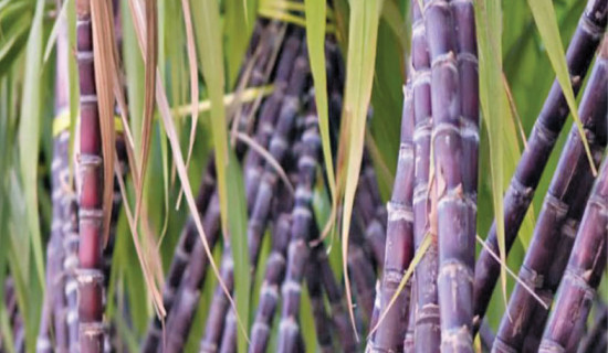 Sugar production declines in Mahottari