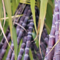 EC is all set to hold polls at one go