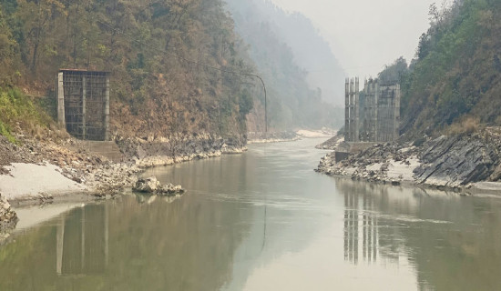 Banana farms in Sunsari suffer heavy loss