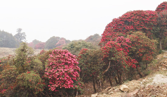 Rhododendrons bloom in Tinjure Milke Jaljale in Taplejung (Photo Feature)