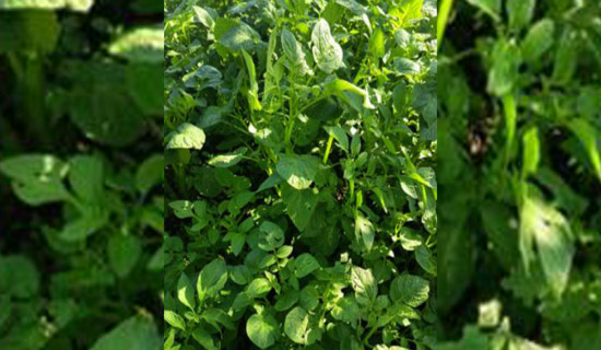 Rain brings hope for better potato production among farmers