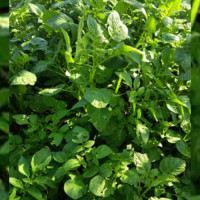 Adhikari appointed senior expert at Ministry of Energy