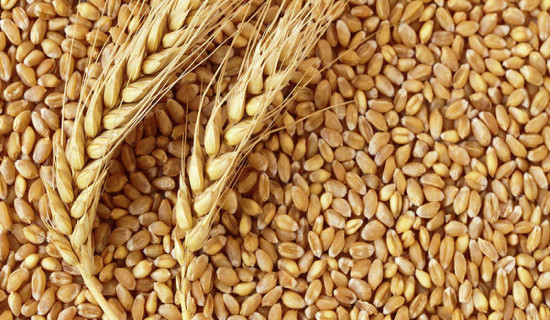 Farmers worry over declining price of wheat, want support price