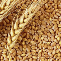 Cardamom worth Rs. 5.1 billion exported in eight months