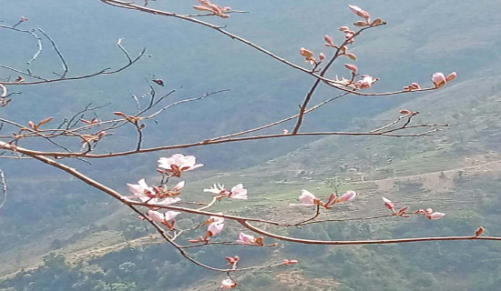 Koiralo blooms ignored in hills, valued in cities