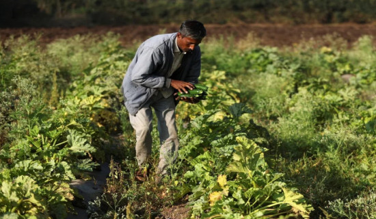 India hikes fertiliser subsidy as costs soar after Middle East war